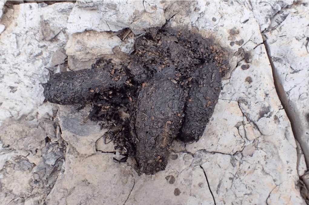 ハクビシンのフン対策】糞の特徴を知って安全に処理する方法を解説